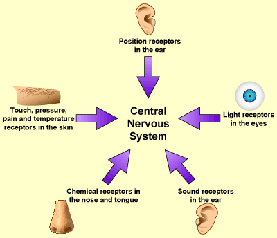 where does the somatic nervous system carry signals to